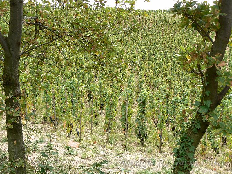 Syrah vines, Hermitage vineyards P1140109.JPG